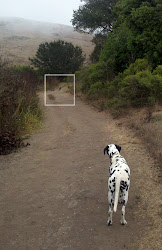 giant scary flying non creatures birds fly