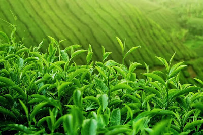 çay tarımı ve işleme teknolojisi iş imkanları