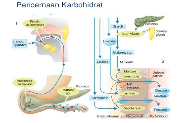  Proses Pencernaan Karbohidrat  dalam Tubuh Manusia Skema