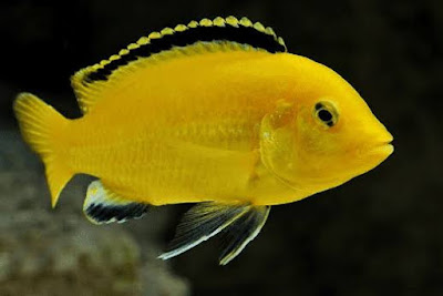 5 Jenis Ikan Hias Air Tawar ini Cepat Beradaptasi Dan Tidak Rewel