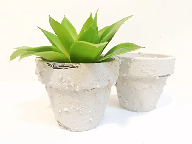 2 small terra cotta pots with paint treatment and a succulent