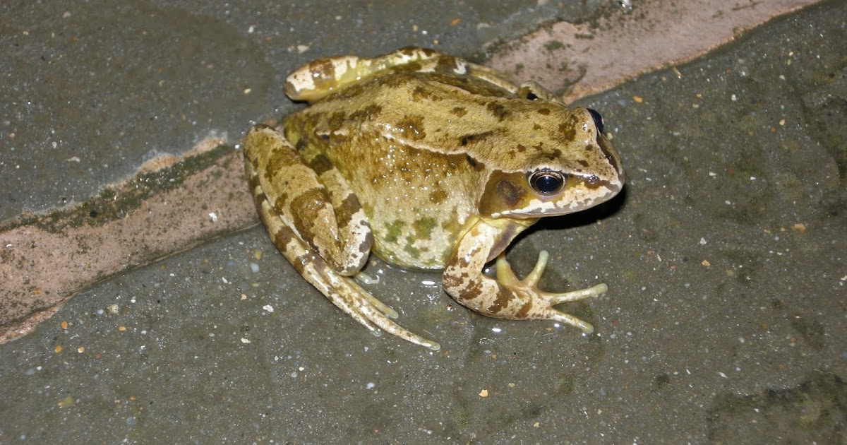The Hairy Birder Common Frog