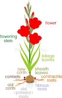 Flower representation