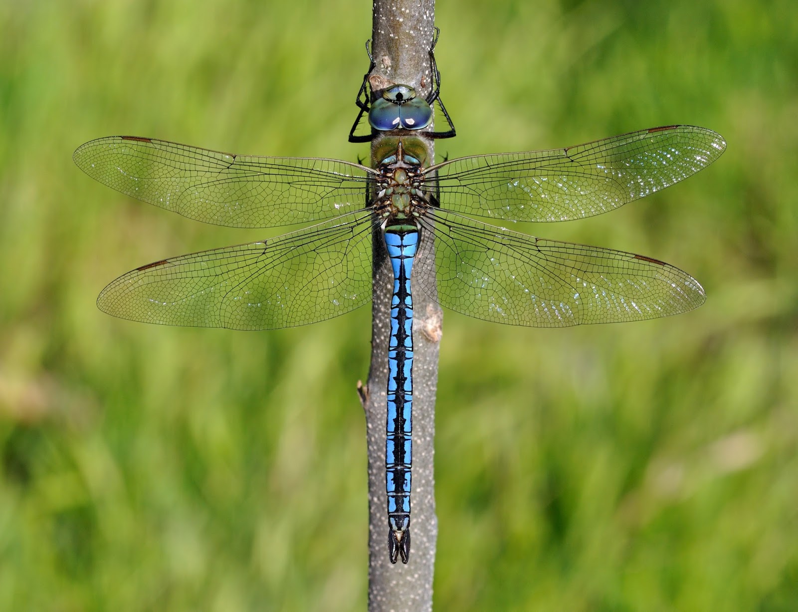 Insects: Anax imperator qtl2