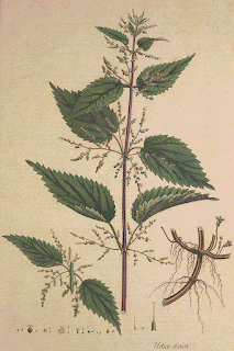 http://www.plantillustrations.org/illustration.php?id_illustration=164148