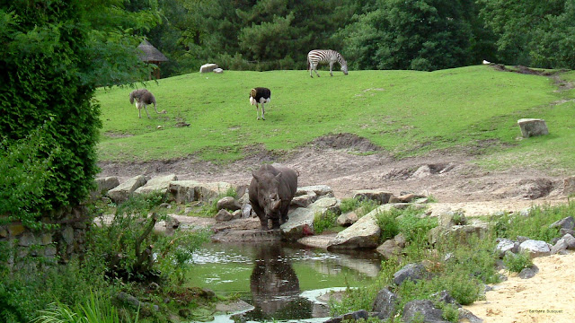 Neushoorn bij het water