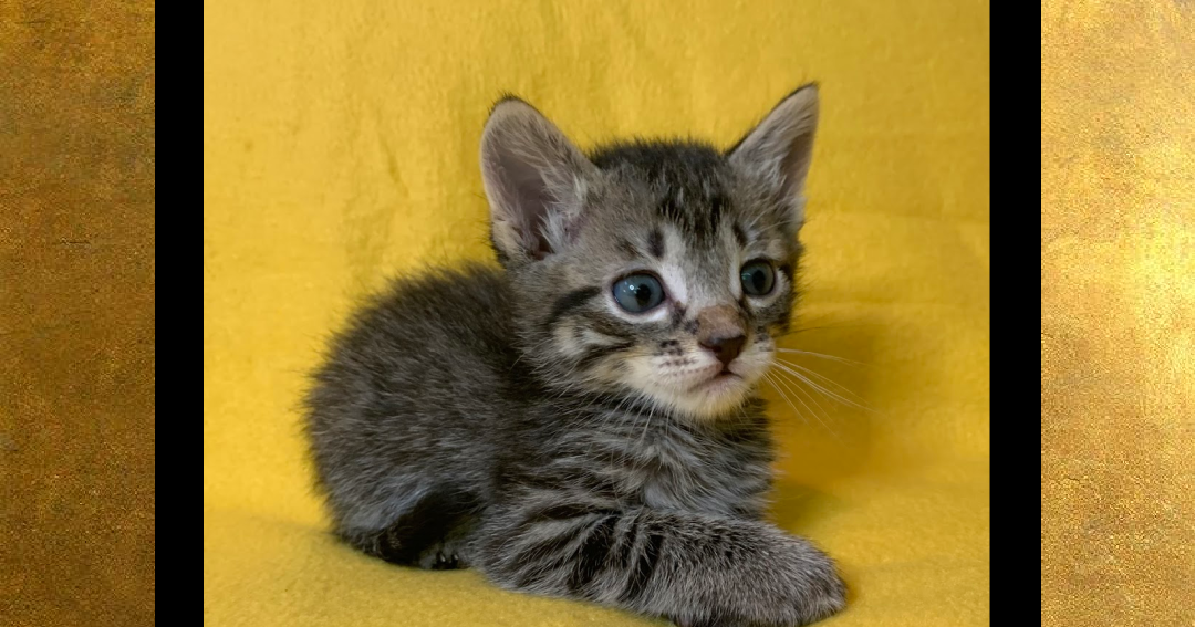 As the World Purrs Introducing the Hamilton Kittens