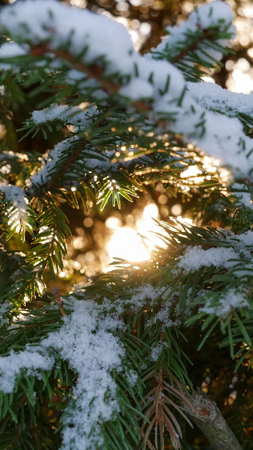 HD Wallpaper Winter spruce, branches, snow