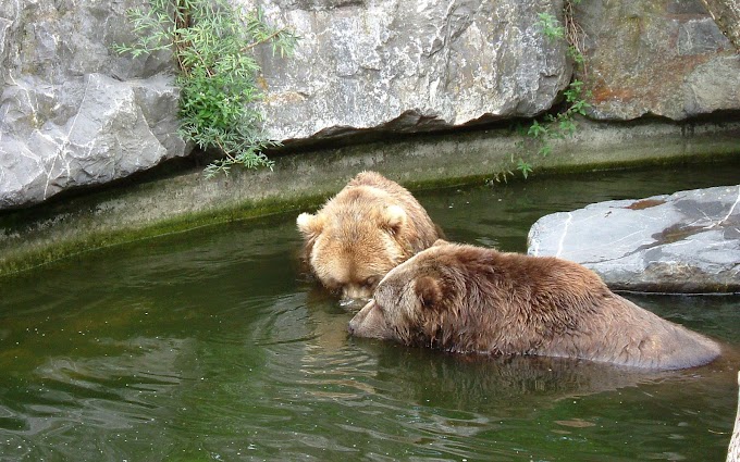 Foto van beren in het water