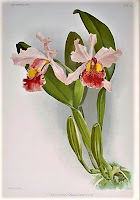 Cattleya warszewiczii