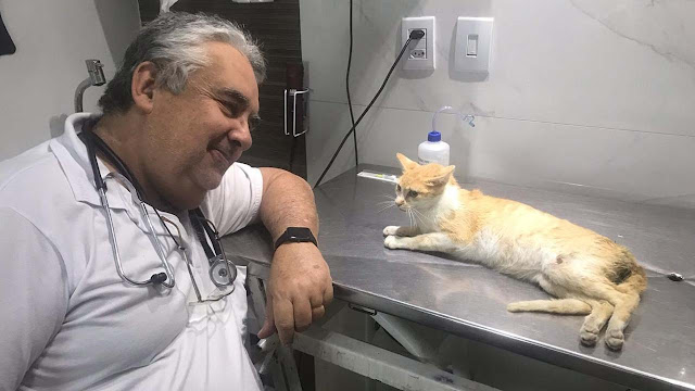 Gata prenha baleada com arma de pressão em Ipirá ficou paraplégica; vídeo