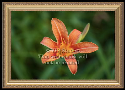 Art Gallery Daylily_6603