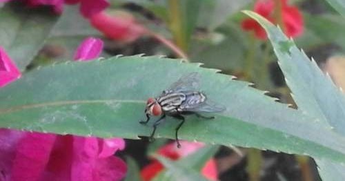 Tafsir Arti Mimpi Tentang Lalat Terlengkap Dan Penting Perlu Kamu Ketahui -  Mentari Bali Holiday