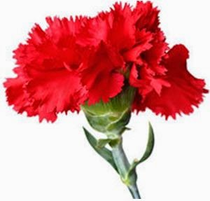 Os Meninos da C: 25 ABRIL/CRAVO VERMELHO