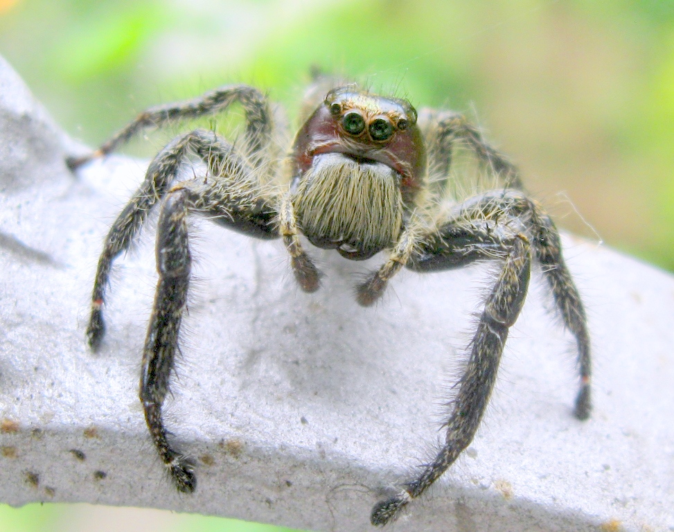 Пауки крупным планом фото самые страшные