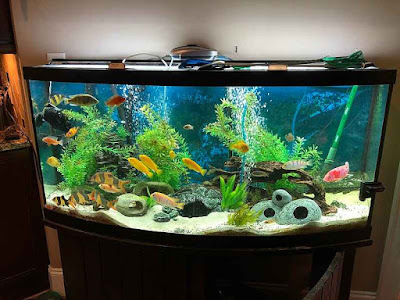 Harlequin Rasbora Tank Size Harlequin Rasbora Tank Size