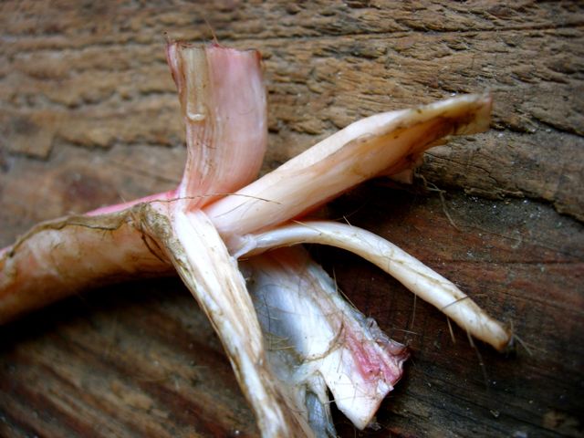Uses of the Deer: Removing Sinew, Tendons for Cordage, Bowstrings