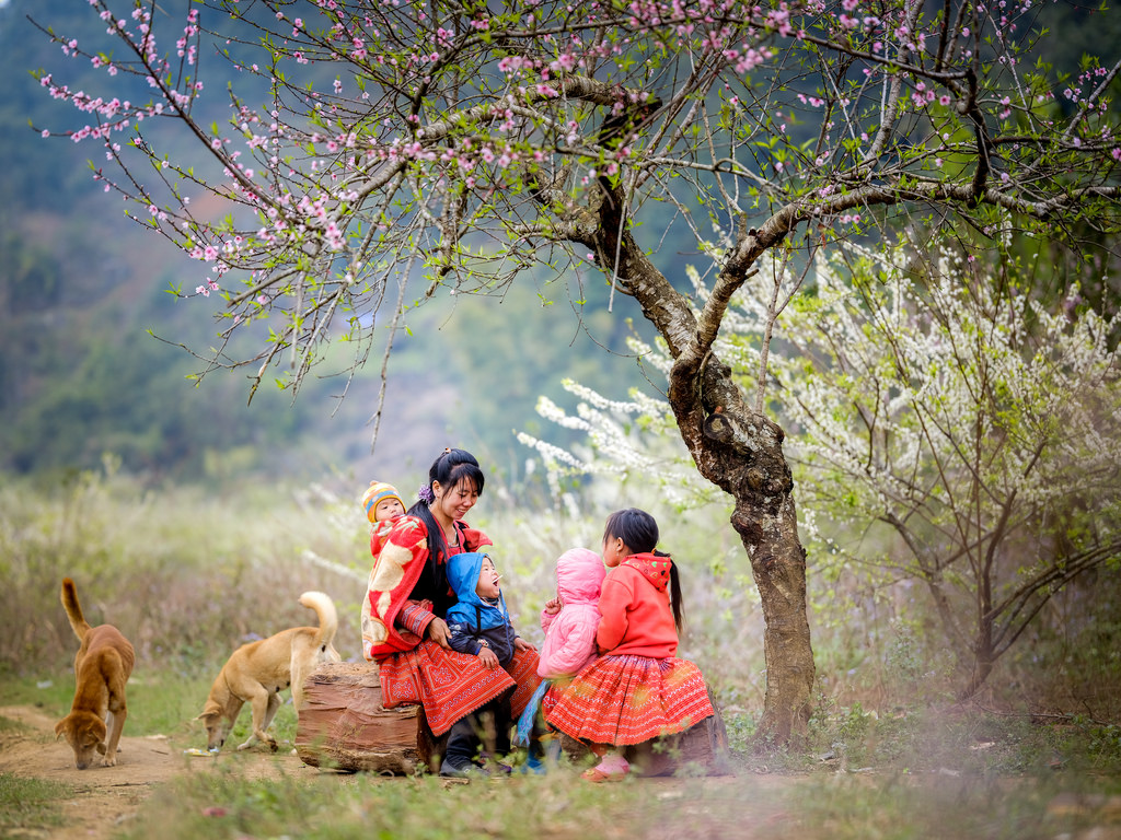 Hình hoa đào mùa xuân Hình hoa đào mùa xuân