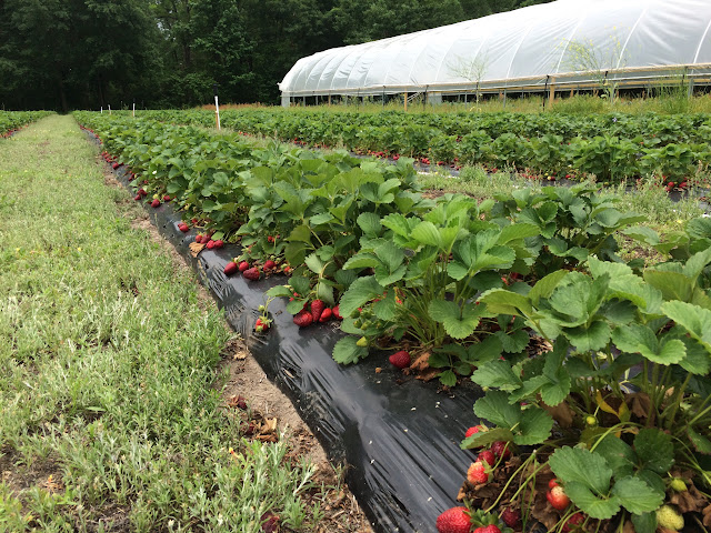 U-pick Strawberries at Wabi Sabi Farm outside of Charleston, SC | The Lowcountry Lady