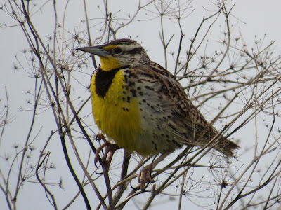 birds birding birdwatching birder photography blog