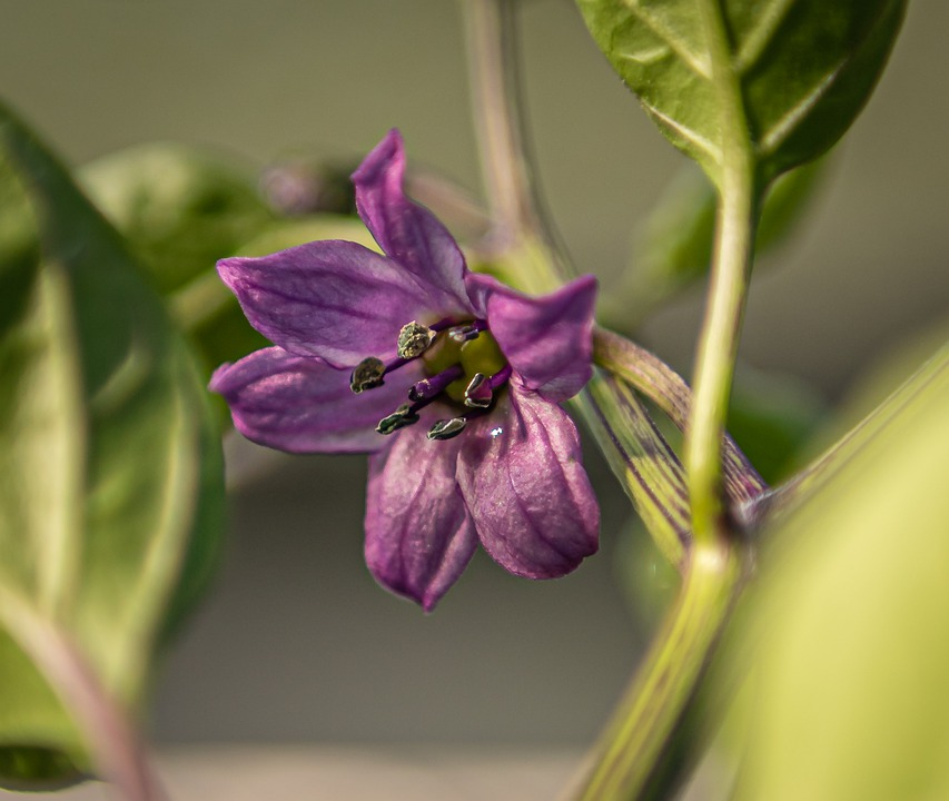 Surprising benefits of Magic Scorpion Plant in our daily life.