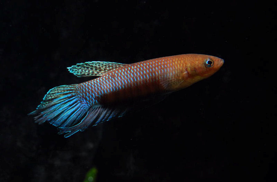 Betta bellica