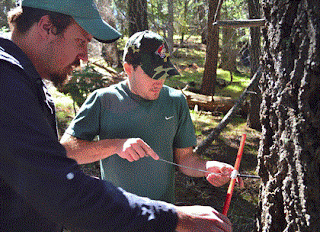 Coring a tree to measure age