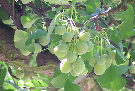 What are the Benefits of Ginkgo Biloba for Brain Health What are the Benefits of Ginkgo Biloba for Brain Health