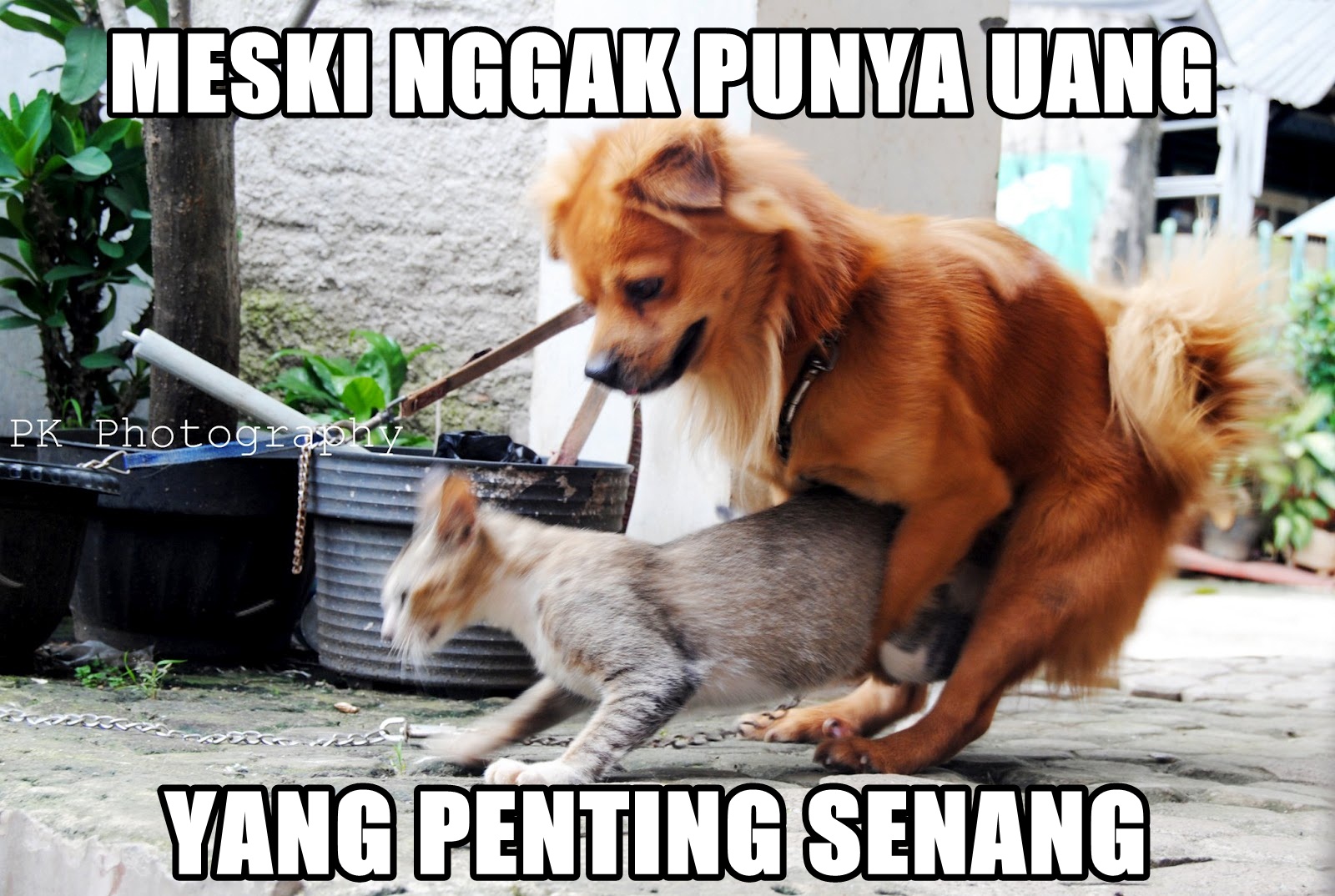 Gambar Meme Lucu Anjing Top Meme