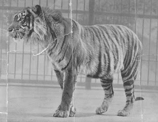Cava kaplanı 1942 Londra Hayvanat Bahçesi