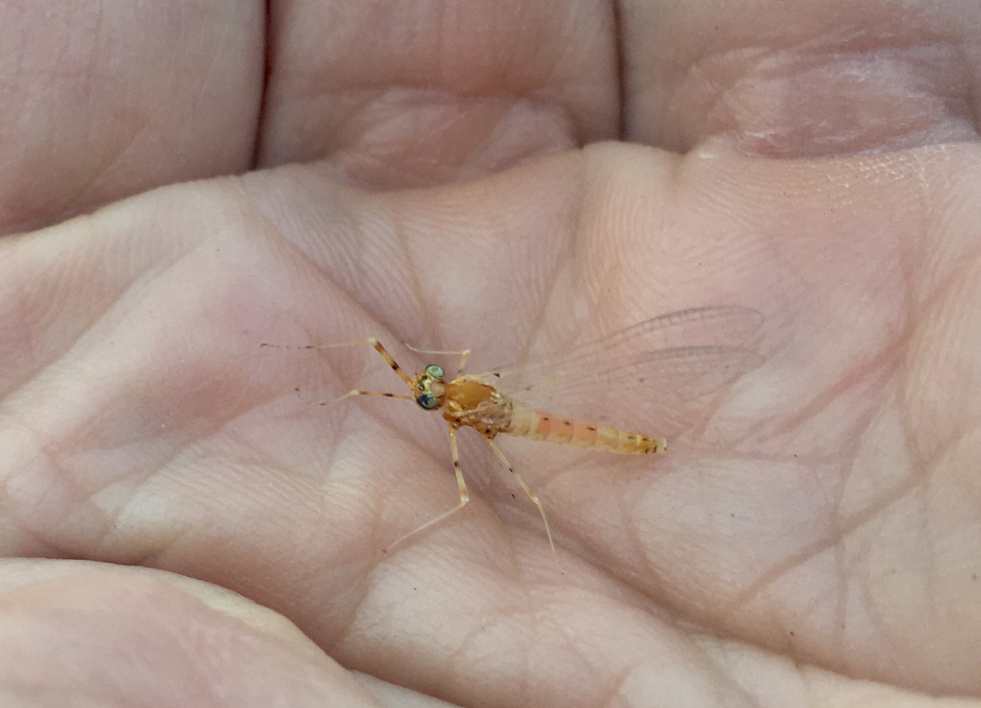 Angler Management Quick Trout Insect ID’s