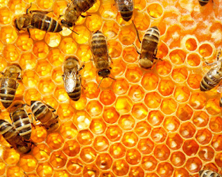 Lebah penghasil madu