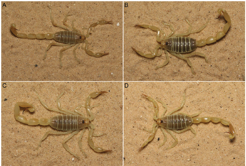 The Scorpion Files Newsblog A revision of the genus Buthacus from the