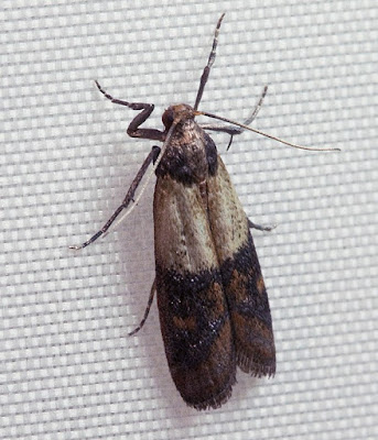 Polilla de la harina Plodia interpunctella Hübner (Lepidoptera: Pyralidae)