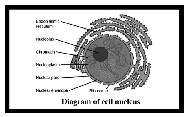 diagram of a cell nucleus