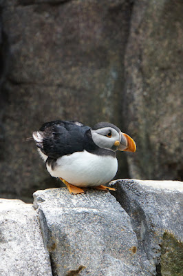 Oceanario-Parques das Naçoes-Lisbonne-Portugal