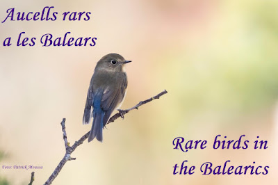 Aucells rars a les Balears / Rare birds in the Balearics