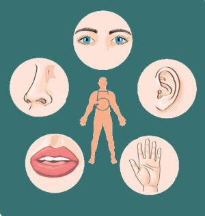 Kalimat Dengan Cerapan Panca Indra Pak Zacky