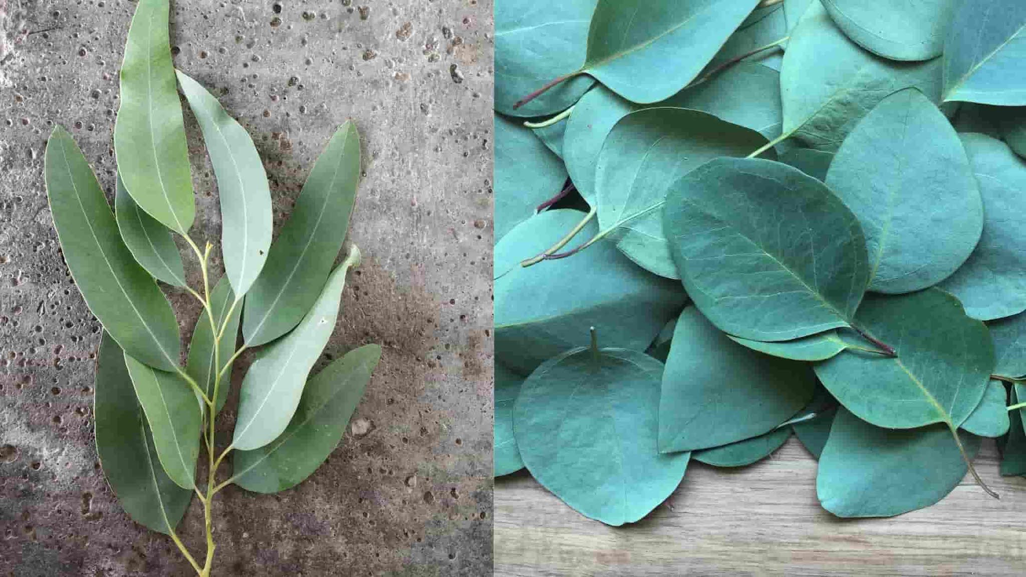 Knowledge Center Tallest flowering plant Eucalyptus [Gum Tree]