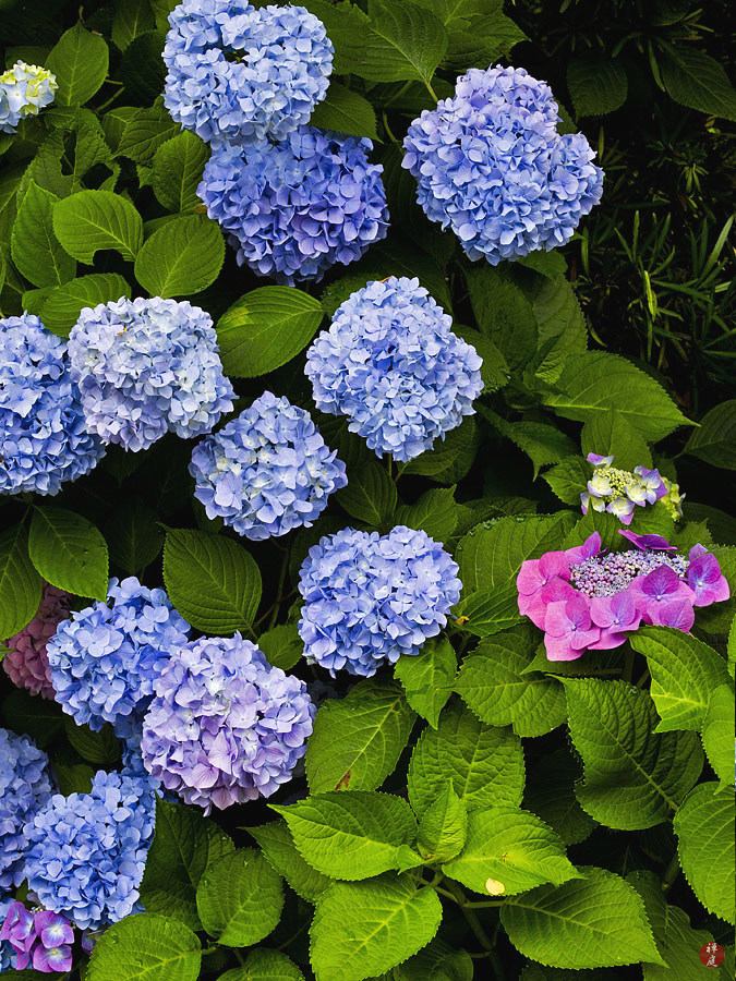 No Fail Tips For Turning Hydrangeas Blue
