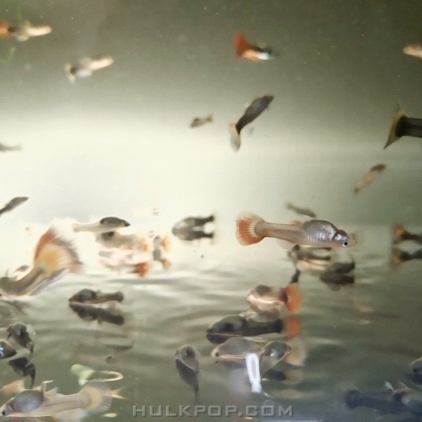 Southcarrey – pocket – Single