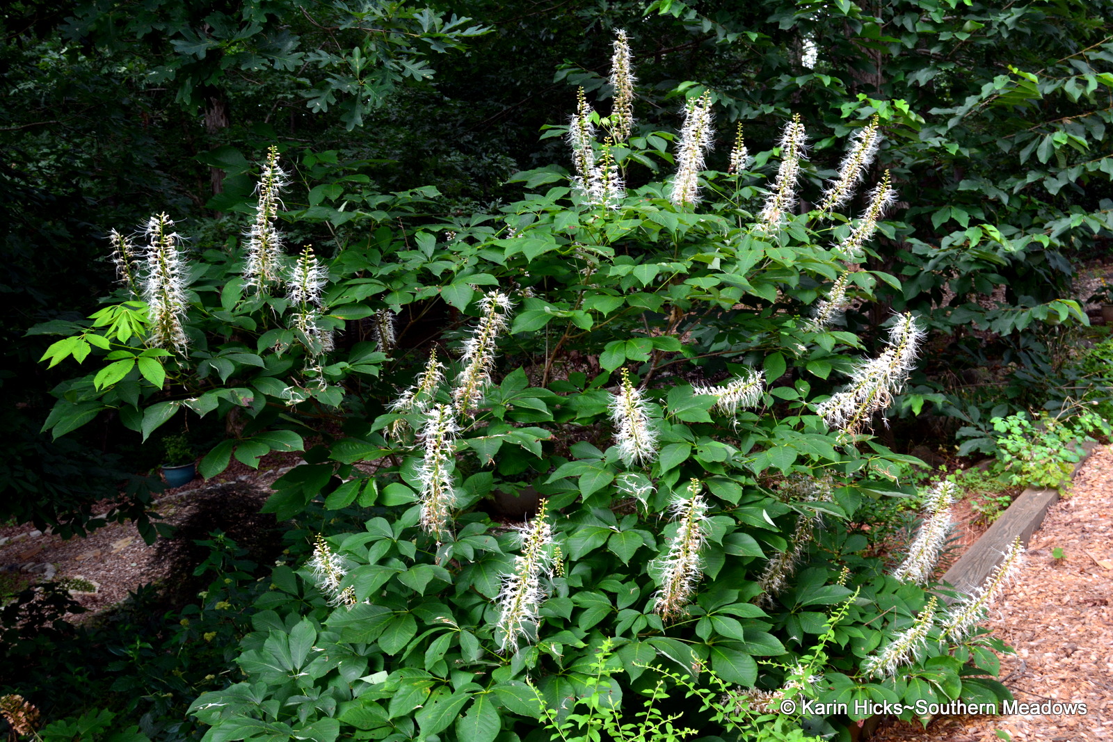 Using Georgia Native Plants Dependable Fall Color