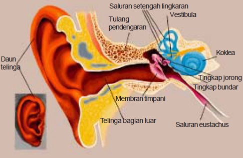 Telinga terdiri dari tiga bagian yaitu