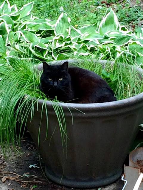 Cats in Gardens: Pot-head