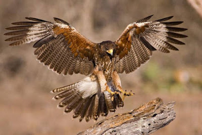 Hawk - Animals Start With Letter H Hawk - Animals Start With Letter H