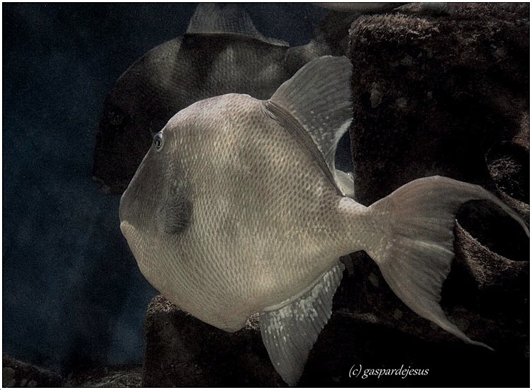 Arte Fotográfica: PEIXE-PORCO