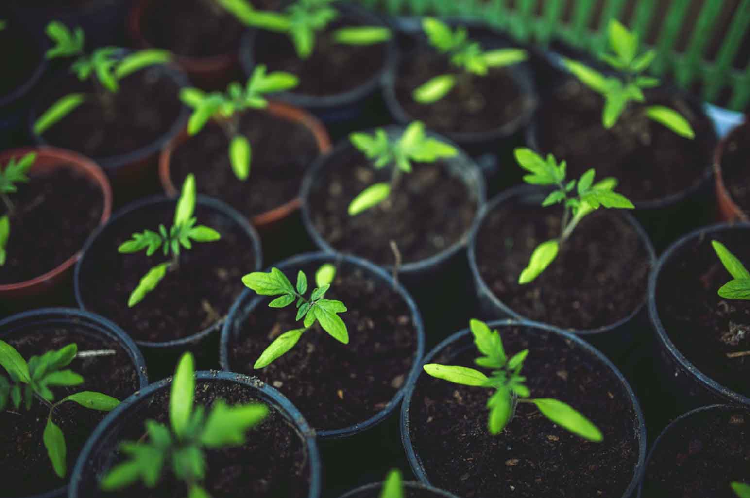 What You Need to Know About Urban Gardening