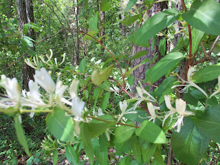 Enjoy the Smell of Honeysuckle on Dan Nicholas Lake Hiking Trail © Katrena