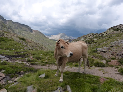 Crêtes Bassiès et vache aubrac