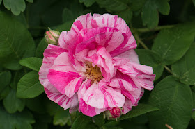 Rosa gallica var. officinalis 'Versicolor'